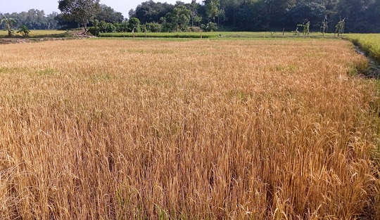 image-here